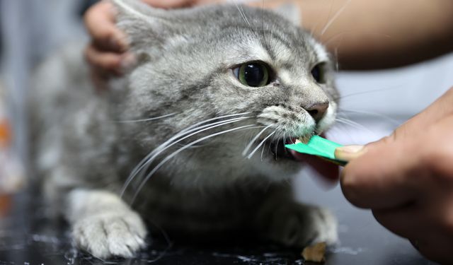 Yediği gıdadan zehirlenen sahipsiz kedi 'dört ayağının üzerine düşünce' sağlığına kavuştu