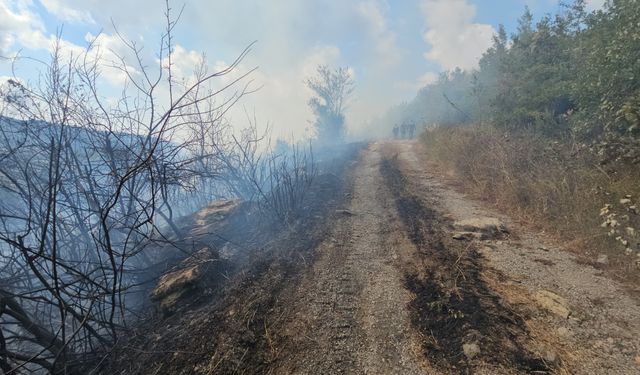 Zonguldak'ta çıkan örtü yangını kontrol altına alındı