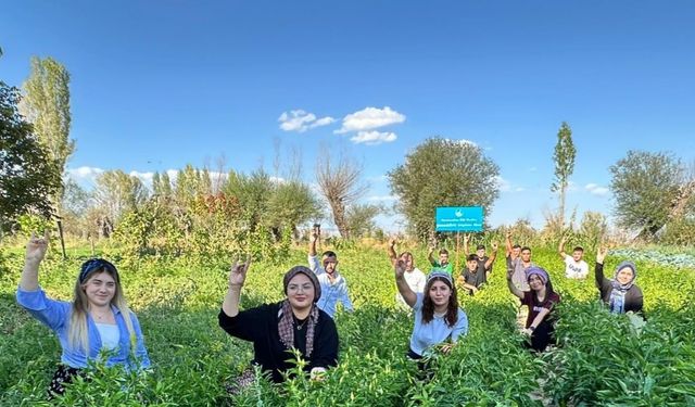 100 yılık ata tohumuyla ilk hasat yapıldı