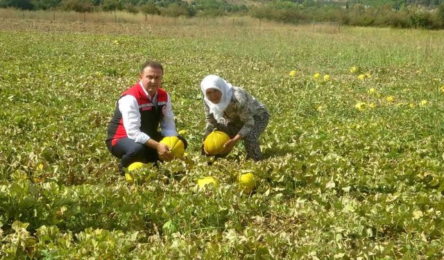 Ata tohumundan gelen miras: Yayla kavunu Karabağlar’da yüz yıllardır yaşatılıyor