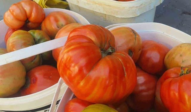 Ata tohumundan yetişen Mahman domatesi tezgahlarda yerini aldı
