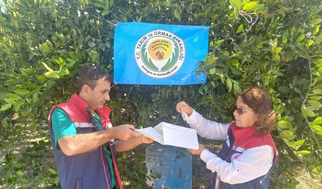 Aydın’da Akdeniz meyve sineği ile mücadele başladı