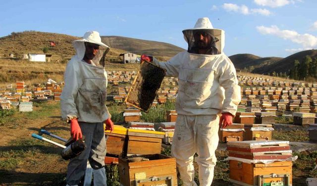 Bayburt’ta arıcıların bal hasadı sürüyor