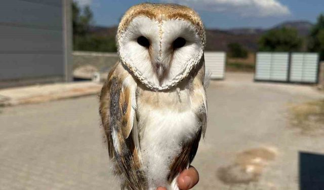 Bilecik’te yaralı halde bulunan peçeli baykuş tedavisinin ardından doğaya bırakıldı
