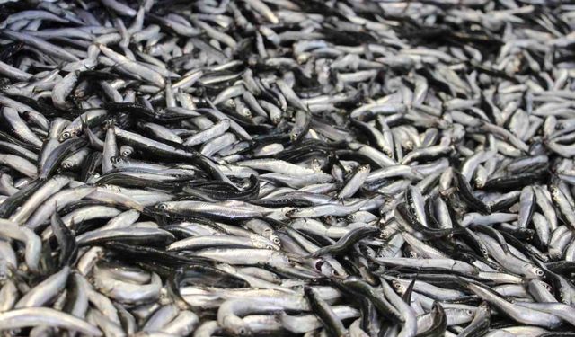 Bolu’da hamsi kilosu 200 liradan tezgahlarda yerini aldı