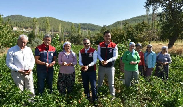 Bozdoğan’da turşuluk biber hasadı gerçekleştirildi