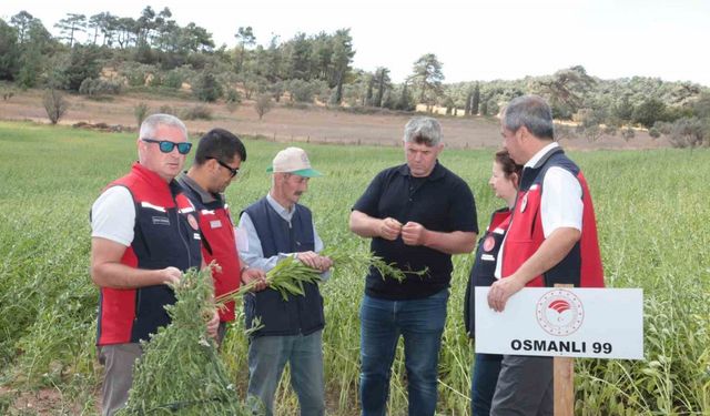 Çanakkale’de susam üretiminin arttırılması için kollar sıvandı, makineli üretim devreye girdi
