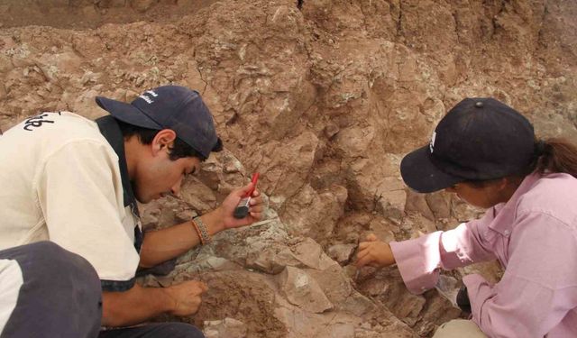 Çankırı’daki kazılarla 9 milyon yıl öncesine ait fosiller gün yüzüne çıkartılıyor