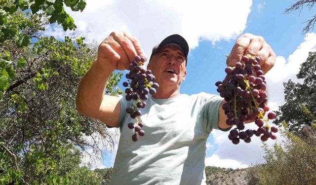 Çiftçiler kışlık hazırlığında: Pekmezlik üzümlerin hasadı yapıldı