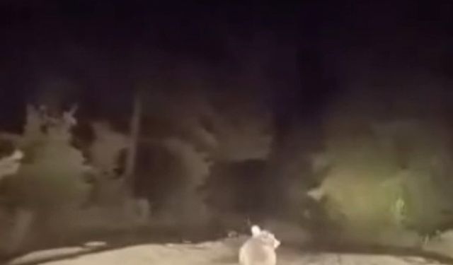 Dağ yolunda sürücüyle karşılaşan ayının panik anları