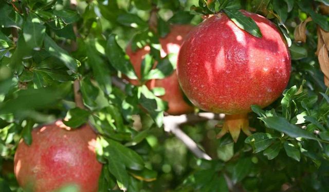 Denizli’de nar hasadı başladı