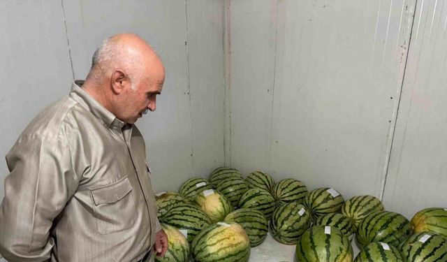 Diyarbakır’da karpuz yarışmasına sayılı günler kaldı