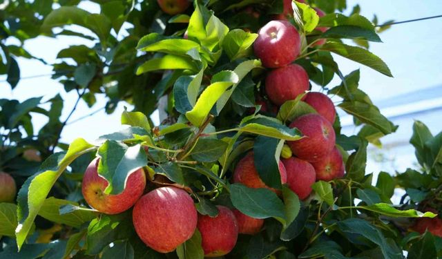 Don zararı Niğde’de elma rekoltesini yüzde 95 oranında düşürdü