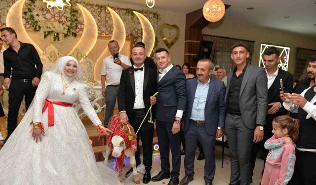 Düğünde gelin ve damada ilginç takı: Buzağı hediye ettiler