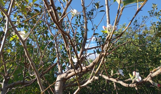 Elazığ’da elma ağacı çiçek açtı