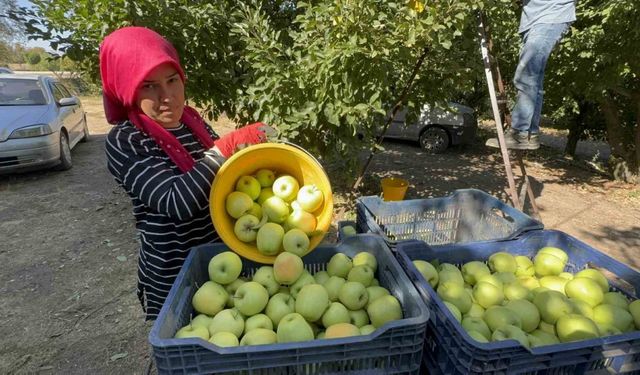 Elma diyarı Eğirdir’de hasat başladı, kuraklık rekolteyi vurdu