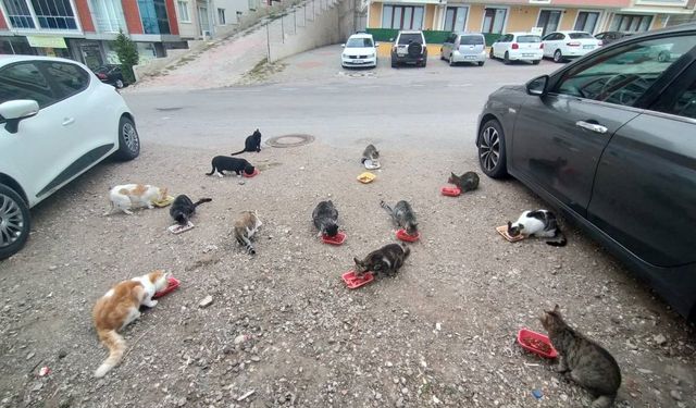 Evinin önüne gelen kedileri her sabah besliyor