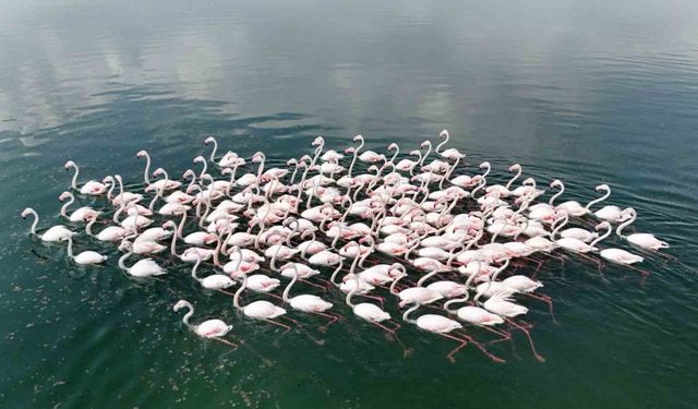 Flamingoların Van Gölü kıyılarında renkli dansı hayranlık uyandırıyor