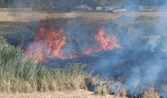 Göçmen kuşların yuvası alevlere teslim oldu