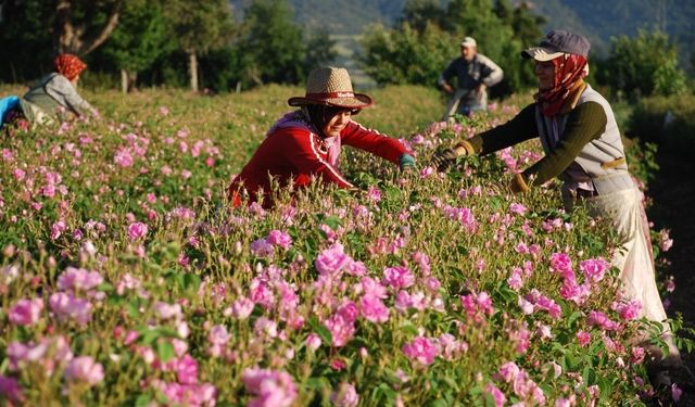 Gül çiçeği taban fiyatı 100 lira olarak açıklandı