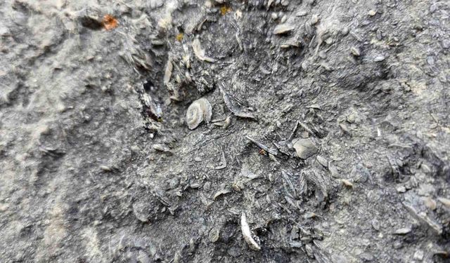 Gümüşhane’de milyonlarca yıllık deniz fosili yatağı bulundu