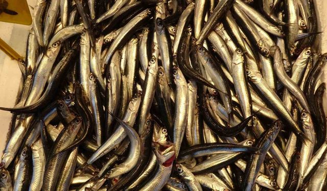 Hamsiyi tezgahta erken gören balıkçı sevinsin mi üzülsün mü bilemedi