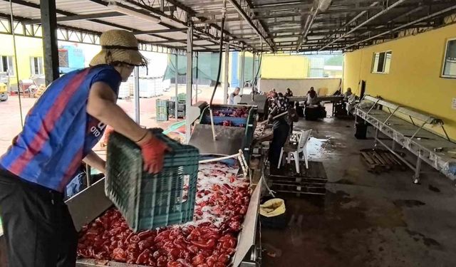 Hollanda’nın biber salçasını İnegöllü kadınlar üretiyor