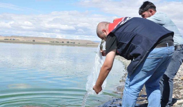 Kars göllerine binlerce sazan yavrusu bırakıldı
