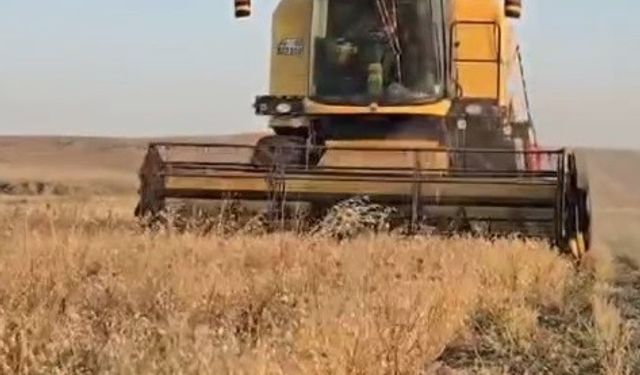 Kars’ta nohut hasadı başladı