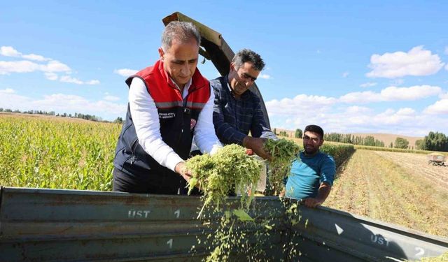 Kars’ta silajlık mısır hasadı
