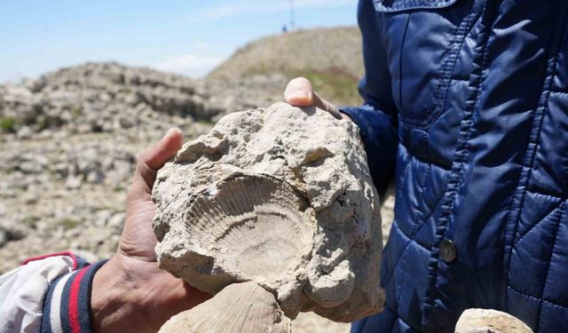 Kastamonu-Çankırı sınırındaki 2 bin 587 rakımlı dağın zirvesinde deniz fosilleri bulundu