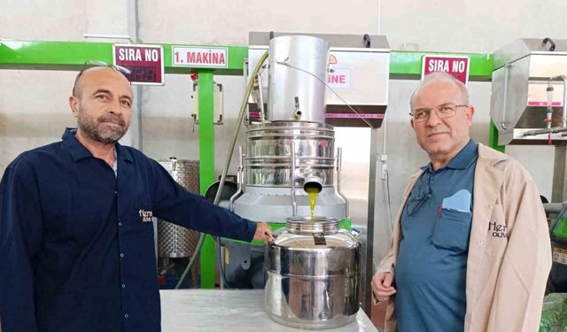 Köprübaşı’nda zeytin sıkım sezonu başladı