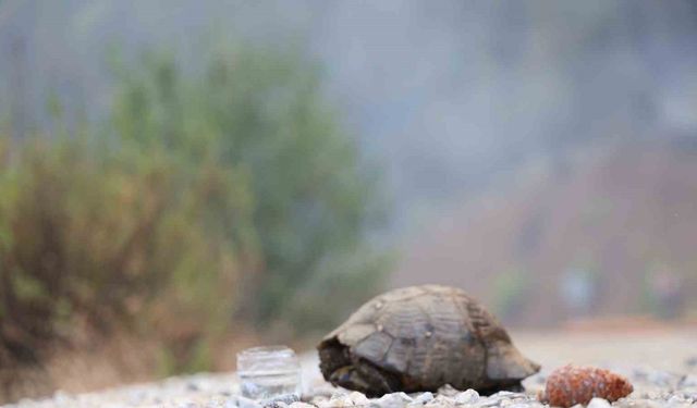 Köyceğiz’de dağ taş yandı, yangından kurtulan hayvanlar ateşsiz alan aradı