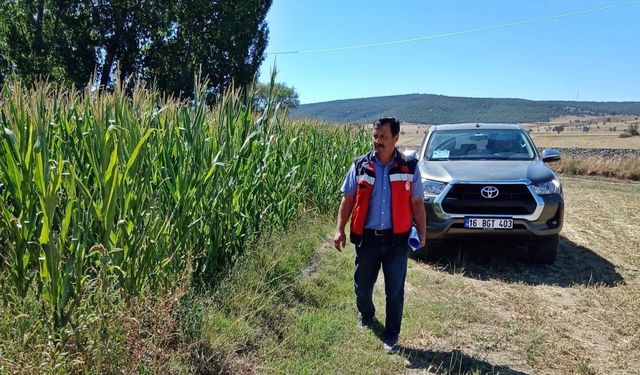 Kütahya’da silajlık mısır kontrolleri