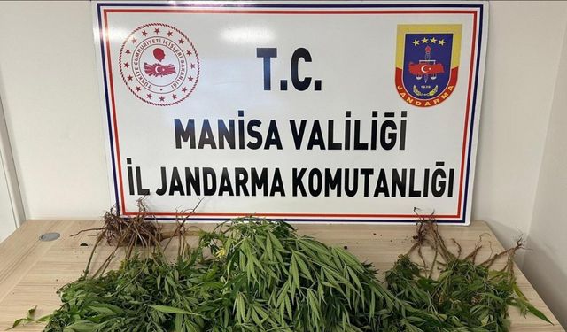 Manisa’da bahçesine kenevir eken kişi tutuklandı