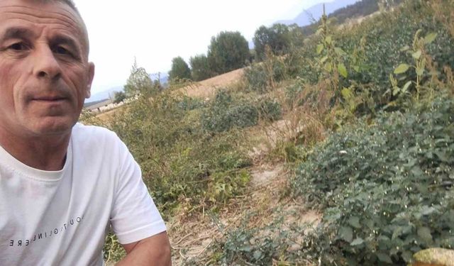 Mudurnu’da kargalar 80 karpuzu delik deşik etti