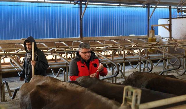 Muğla’da 240 bin hayvan şap aşısı olacak