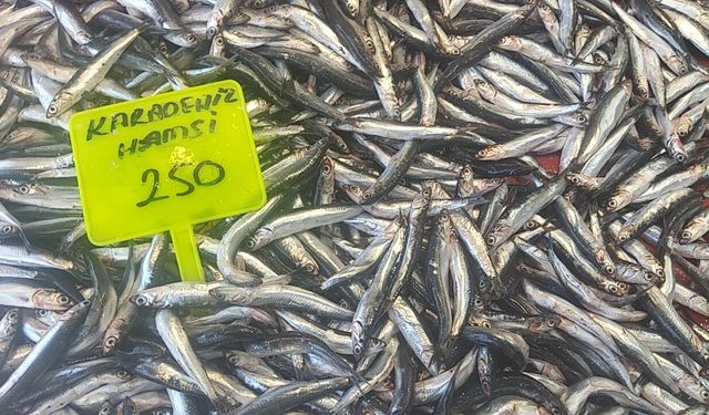 Muğla’da Karadeniz hamsisi kilosu 250 TL’den satışta