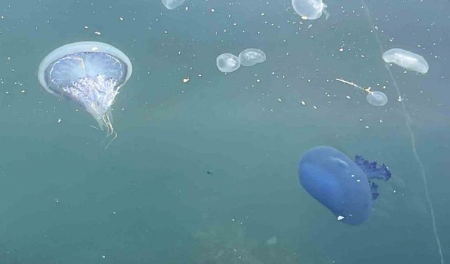 Müsilaj başladı denizanaları öldü