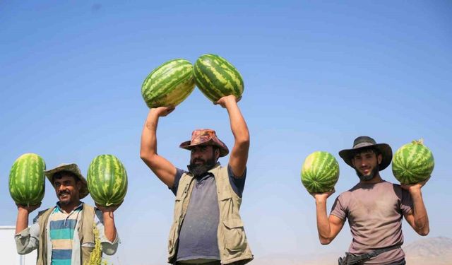 Muş’ta karpuz hasadından 2 milyar liralık gelir bekleniyor