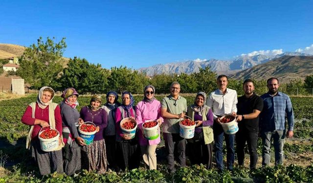 Niğde’de çilek hasadı bereketi