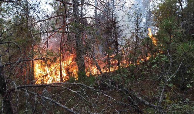 Osmaniye’de çıkan orman yangını söndürüldü