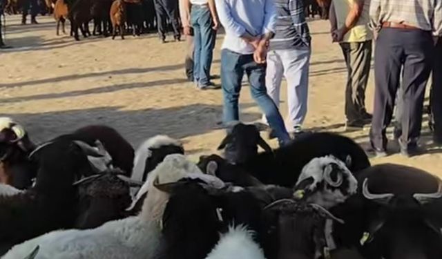 Patnos’ta hayvan pazarı yeniden açıldı