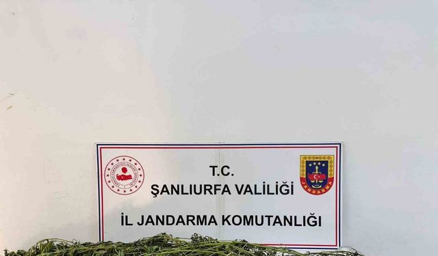 Şanlıurfa’da uyuşturucu operasyonu: 42 gözaltı