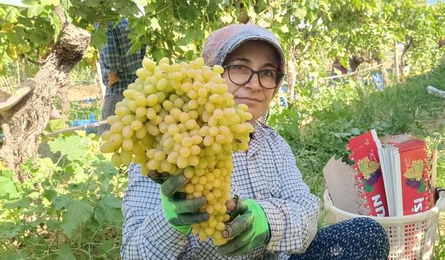 Sarıgöl’de yaş üzüm piyasası hareketlendi