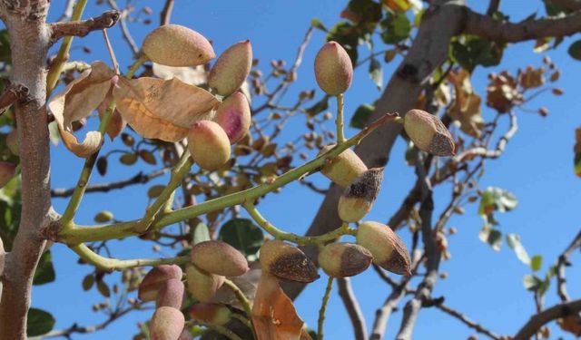Siirt fıstığında rekolte yüzde 80 düştü
