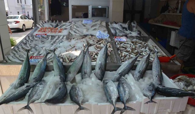 Sinop’ta torik bolluğu: Tanesi 800 TL