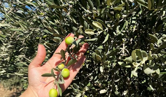 Şırnak’ta zeytin rekoltesi için ilk veriler toplandı