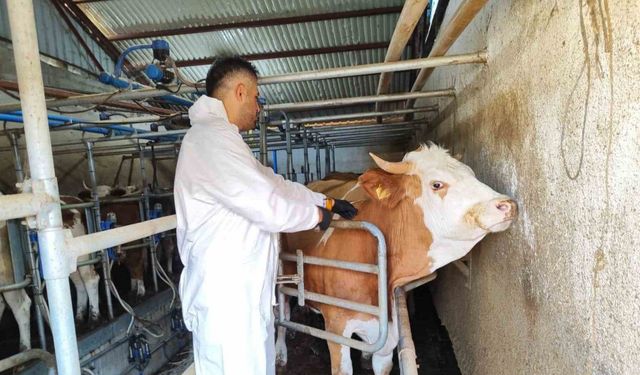 Tokat’ta şap hastalığına karşı kesintisiz mücadele