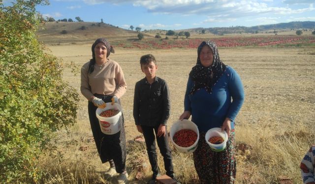 Toplaması zahmetli şifası saymakla bitmiyor
